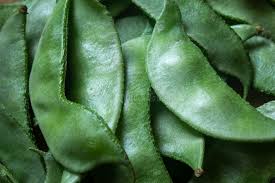 indian broad beans2